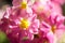 Close-up defocused shot of gently pink flowers.