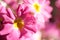 Close-up defocused sunlit pink floral background.