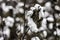 Close up of defoliated cotton boll in field