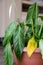 Close-up of dehydrated and withered leaves of an evergreen spathiphyllum plant. The concept of improper care of home