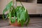 Close-up of dehydrated and withered leaves of an evergreen spathiphyllum plant. The concept of improper care of home