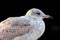 Close-up of a Delaware gull (Larus delawarensis) against a stark black background
