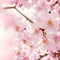 Close-up of a delicate beauty of blooming cherry bloss