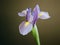 A close up of a delicate blooming iris flower