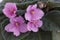 A close up of the delicate blooms of the indoor plant. macro shot blurred or bokeh background