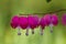 Close-up of a delicate branch of Bleeding Heart Flowers