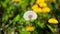 Close up of delicate dandelions