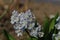 A close up of delicate flowers of Puschkinia scilloides var. libanotica (striped squill or Lebanon squill) in the garden