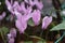 Close up of delicate forest cyclamen