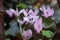 Close up of delicate forest cyclamen
