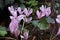 Close up of delicate forest cyclamen