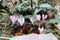 Close up of delicate forest cyclamen