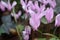 Close up of delicate forest cyclamen