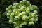 Close up of delicate green flowers with water drops in the garden