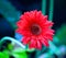 Close up of delicate  orange Daisy flower