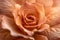 Close-up of a Delicate Peach Rose in Full Bloom