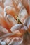 Close-up of delicate peach tulip petals