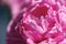 Close-up of delicate pink flower petals of peony with water drops, sensuality and femininity concept