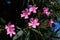 Close up of delicate pink flowers of Nerium oleander and green leaves in a exotic Italian garden in a sunny summer day, beautiful