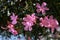 Close up of delicate pink flowers of Nerium oleander and green leaves in a exotic Italian garden in a sunny summer day, beautiful