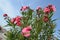 Close up of delicate pink flowers of Nerium oleander and green leaves towards clear blue sky in a exotic Italian garden in a sunny