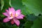 Close-up of a delicate pink lotus flower in full bloom