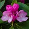 Close-up of  delicate pink rhododendron flowers blooming in the springtime.