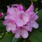 Close-up of  delicate pink rhododendron flowers blooming in the springtime.