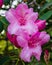 Close-up of  delicate pink rhododendron flowers blooming in the springtime.