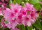 Close-up of  delicate pink rhododendron flowers blooming in the springtime.