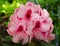 Close-up of  delicate pink rhododendron flowers blooming in the springtime.