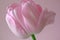 Close-up of a Delicate Pink Tulip Petal