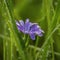 Close-Up of a Delicate Purple Crocus Flower with Dewdrops