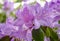 Close-up of  delicate purple rhododendron flowers blooming in the springtime.