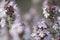 Close-Up of Delicate Purple Wildflowers