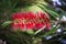 Close up of delicate red Callistemon flower, commonly known as bottle brushes