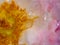 Close-up delicate Sea Anemones rose petals as nature background