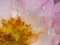 Close-up delicate Sea Anemones rose pollens and petals as nature background