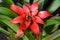 Close up of delicate small red Bromeliaceae or bromeliad plant with fresh green leaves in a pot in a garden in a sunny summer day