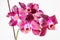 Close up of delicate vivid purple Phalaenopsis orchid flowers in full bloom isolated on white studio background