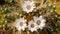 Close-up of delicate white cactus flowers blooming