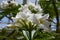 Close up of delicate white flowers of Nerium oleander and green leaves in a exotic Italian garden in a sunny summer day, beautiful