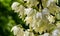 Close-up of delicate white flowers Yucca filamentosa plant on sunlight. Beautiful big flowers known as Adamâ€™s needle