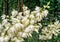 Close-up of delicate white flowers Yucca filamentosa plant on sunlight. Beautiful big flowers known as Adamâ€™s needle and thread