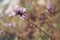 Close-up of delicate wild flower