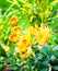 Close up of delicate yellow daisy flowers