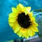 Close up of delicate  Yellow Sun Flower