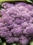 Close up of delicious and colourful, ripe and vibrant purple cauliflower texture vegetable on a market stall in Yorkshire