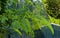 Close-up of Delonix regia tree Flamboyant or Royal Poinciana tree  fresh leaves in mirror maze. Rare tree grows in city park