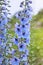 Close up of a delphinium elatum flower in bloom.